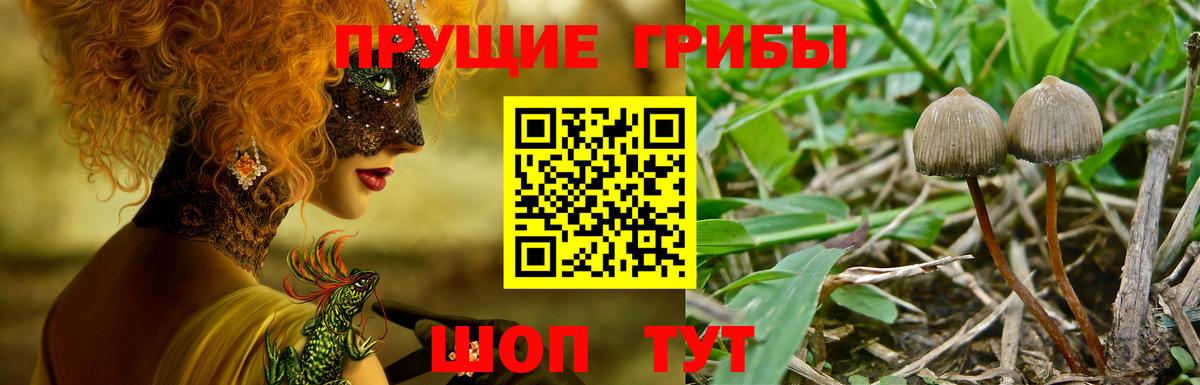 Галлюциногенные грибы Cubensis Новочеркасск